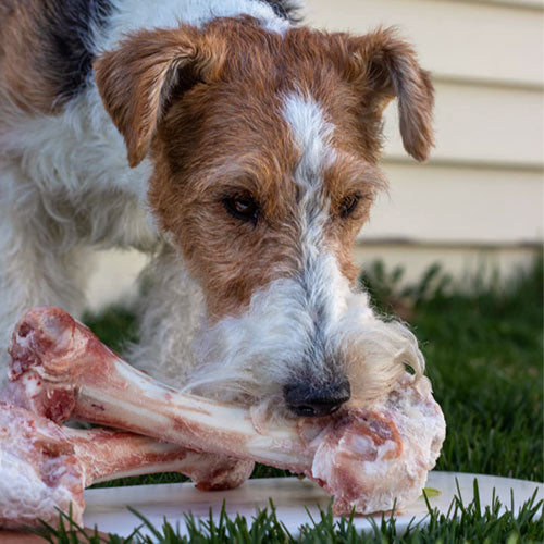 3bones_lamb_femur_3