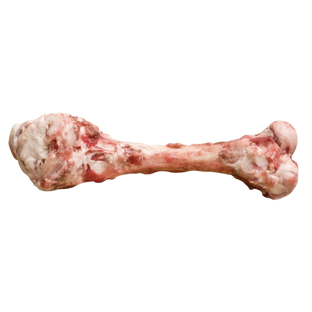 bones_lamb_femur_2